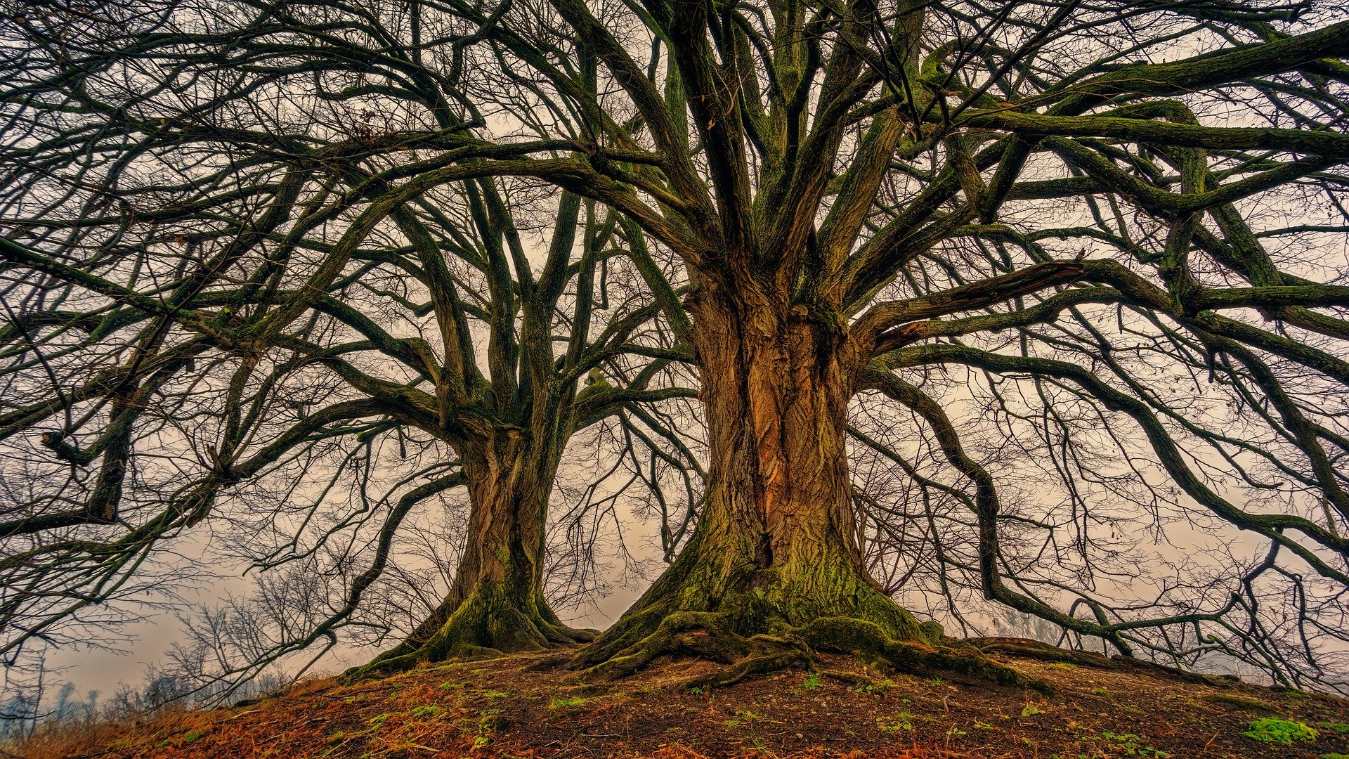 beautiful trees