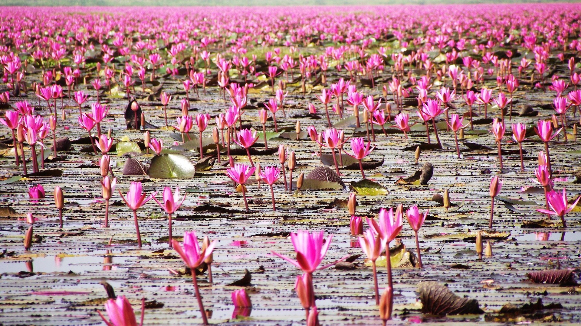 Thailand's Lake