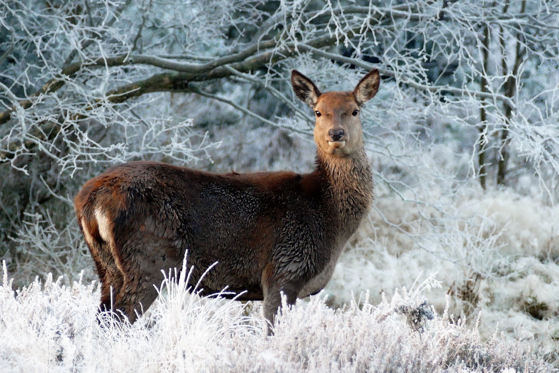 christmas animals