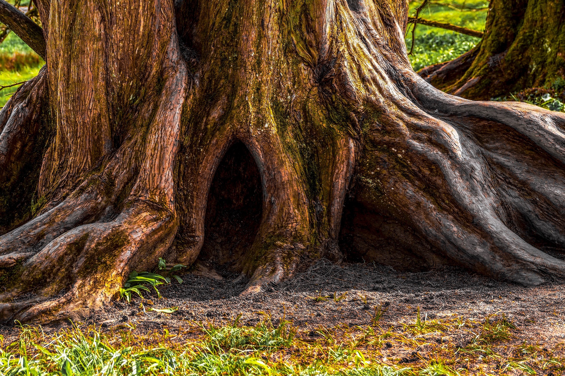 Oldest Forest in the World