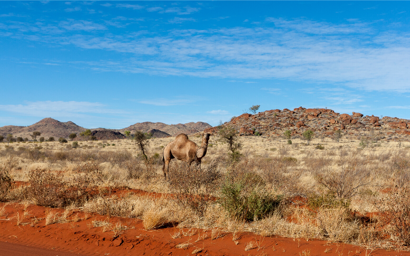 camels