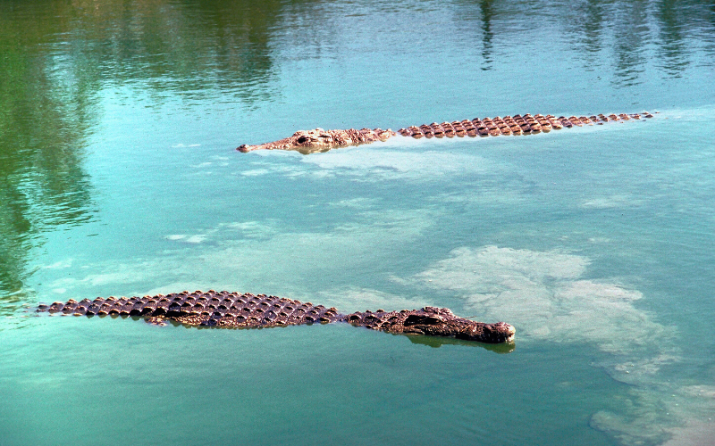 people and crocodiles