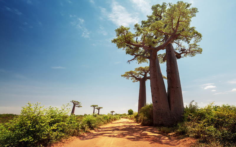 baobabs