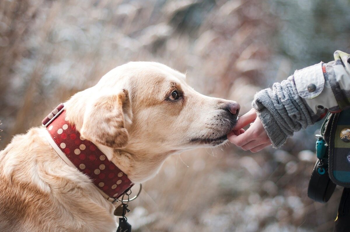 aspirin for dogs?