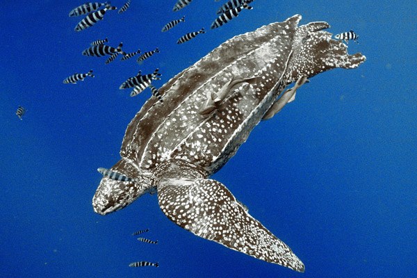 Leatherback turtle