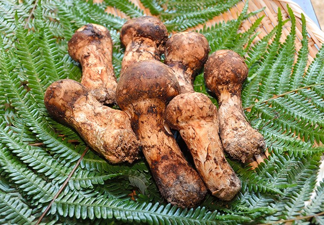 matsutake mushrooms