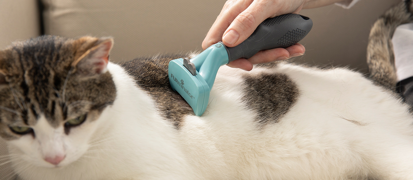 cat brush