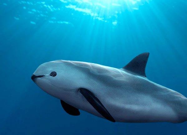 vaquita