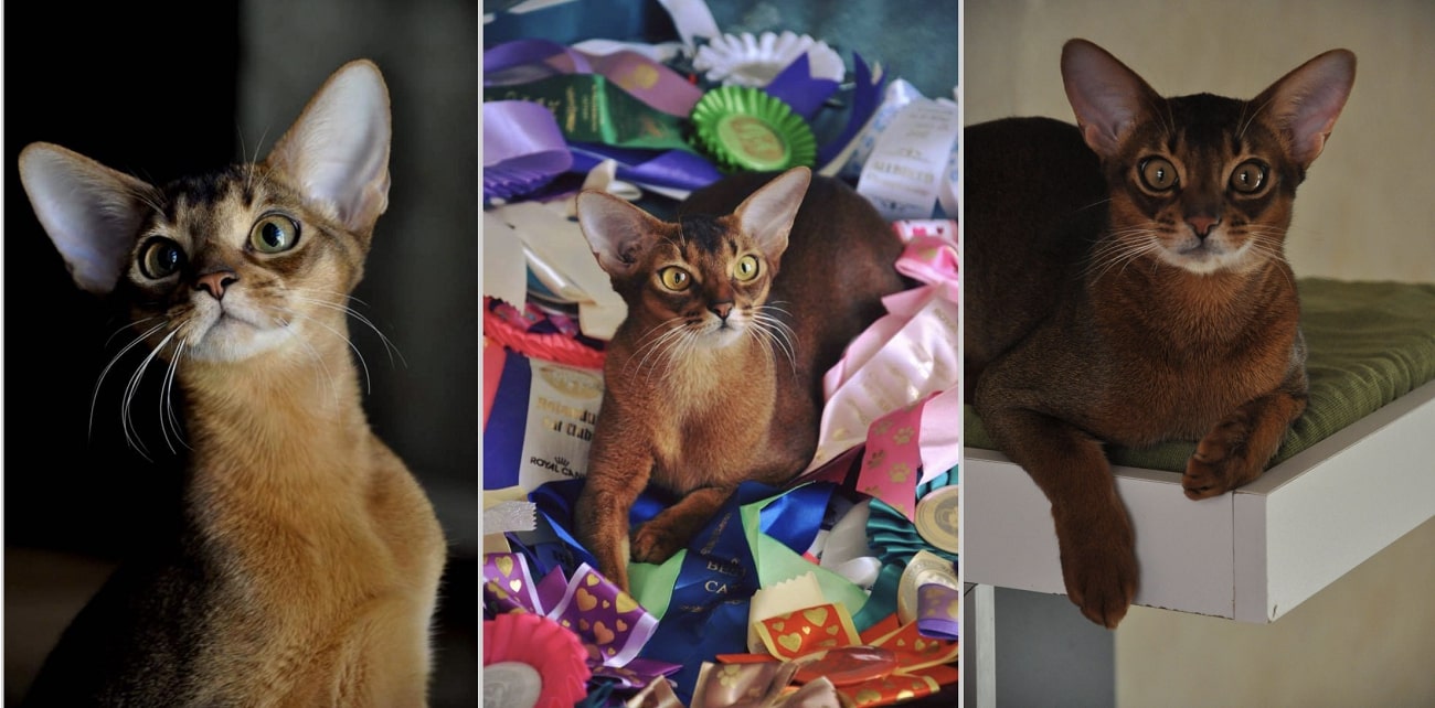 Abyssinian kittens