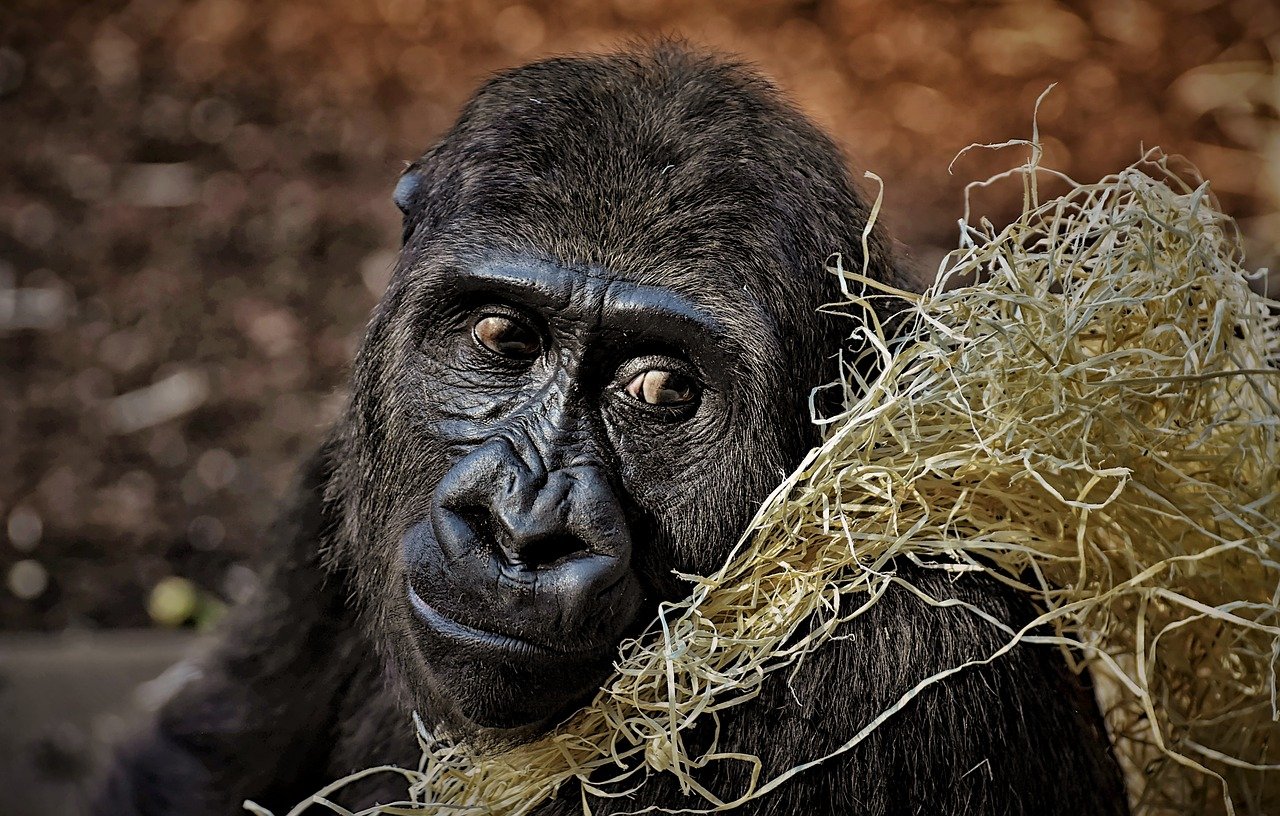 reddit wallstreetbets adopt 3500 gorillas in six days