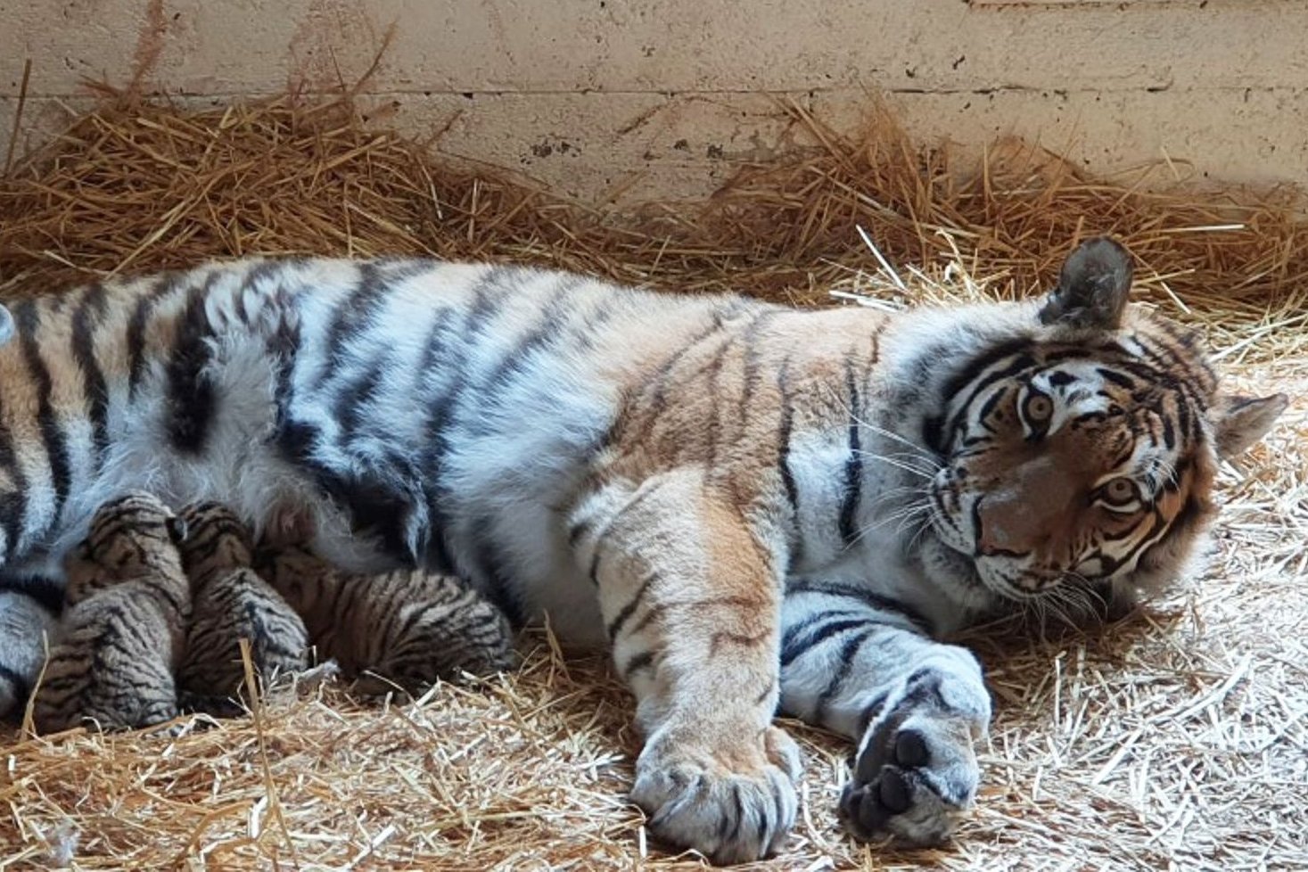 amur tiger cubs